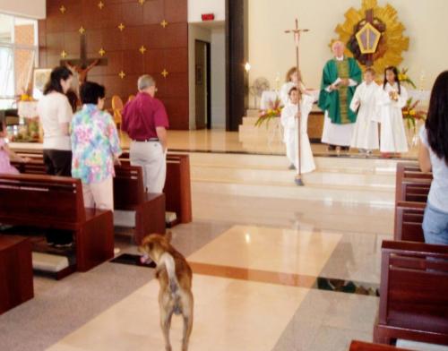 6-Thailand-Dog-in-Church (1)